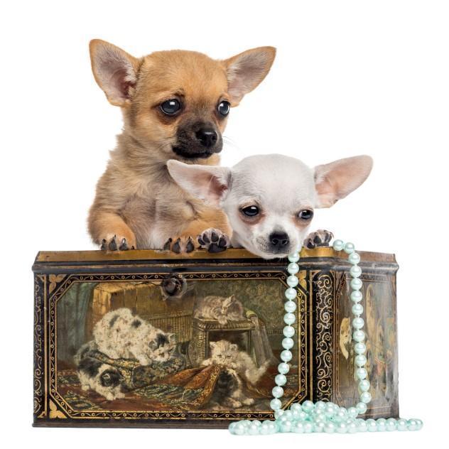 Nombres únicos Para Chihuahuas