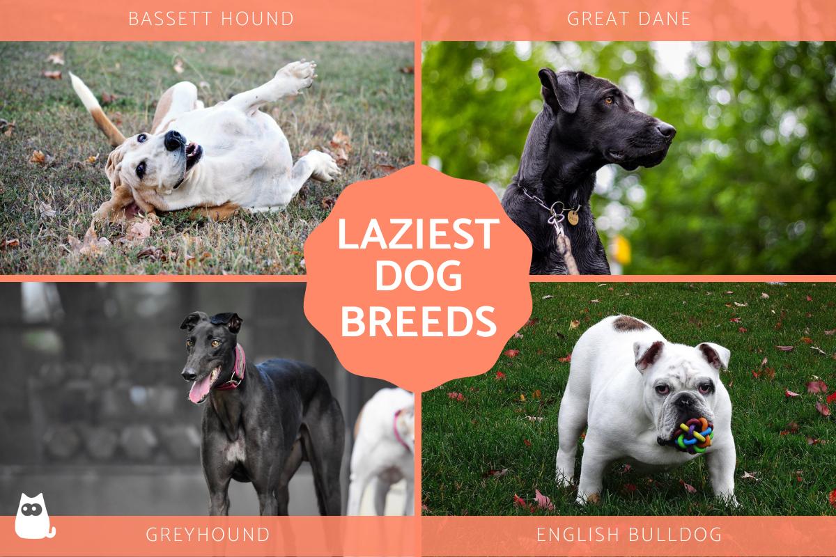 Razas De Perros Más Perezosas: Razas De Perros Con Poca
