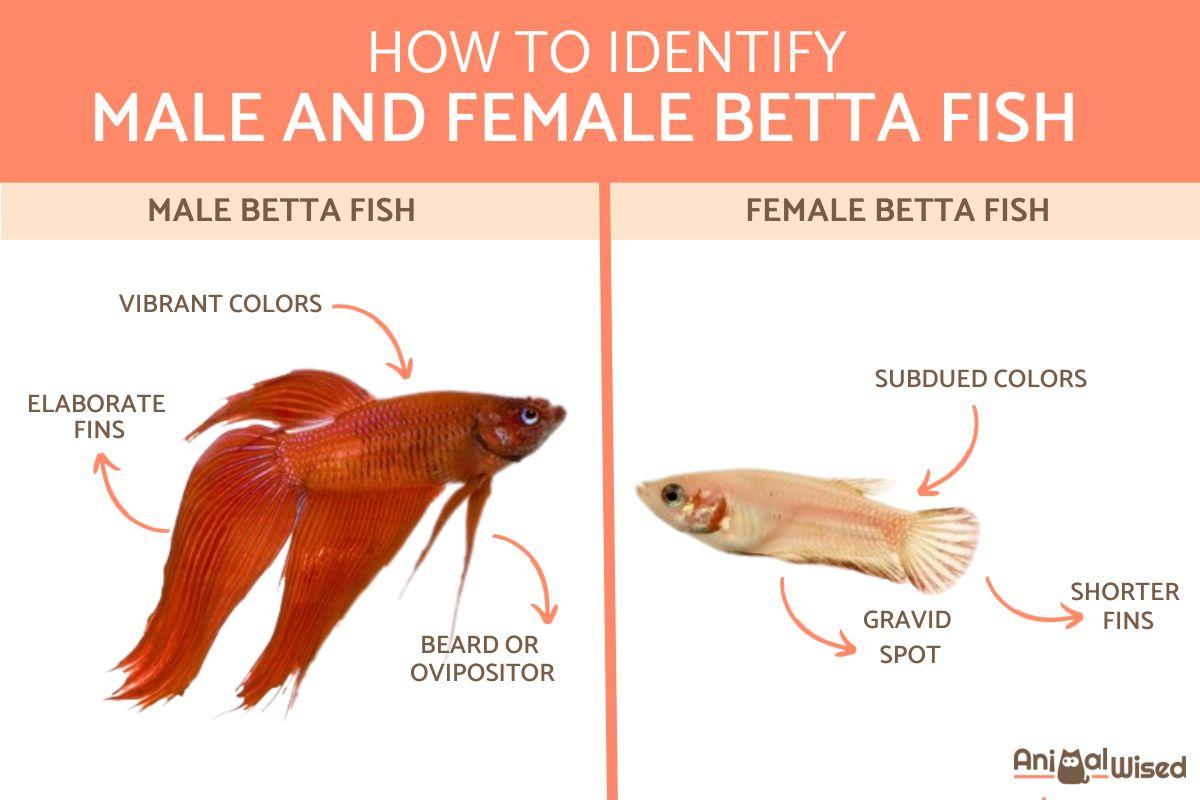 Cómo Saber La Diferencia Entre El Pez Betta Macho Y