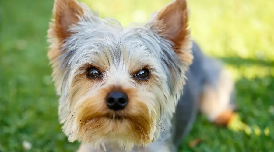 ¿cuánto Arrojan Los Yorkshire Terriers?