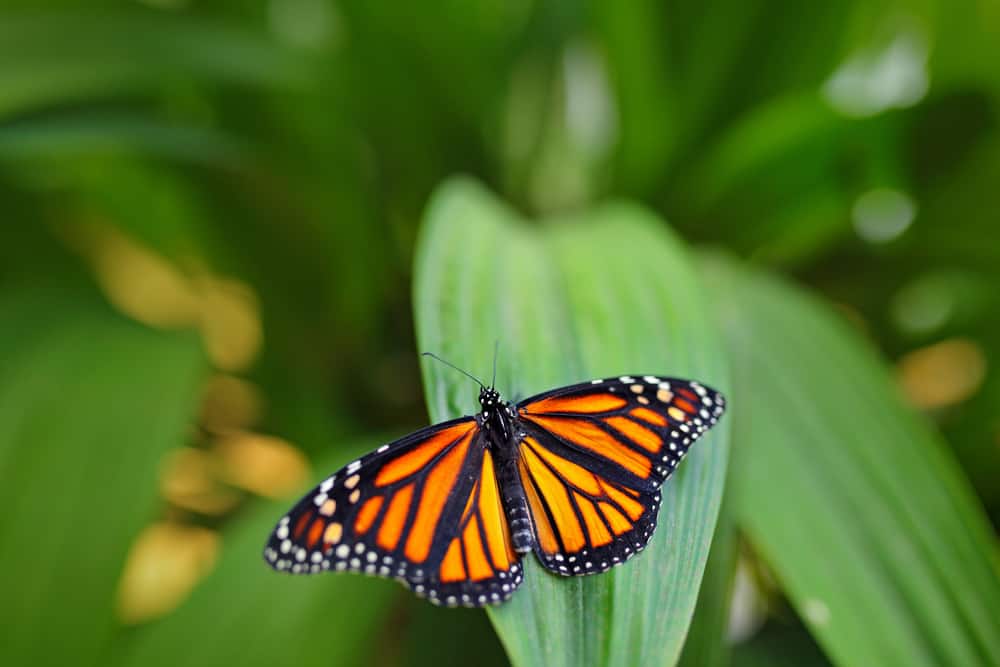 ¿cuánto Tiempo Vive Una Mariposa? (vida útil Y Factores Que