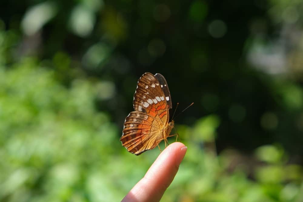 ¿qué Significa Cuando Una Mariposa Se Posa Sobre Ti? (16