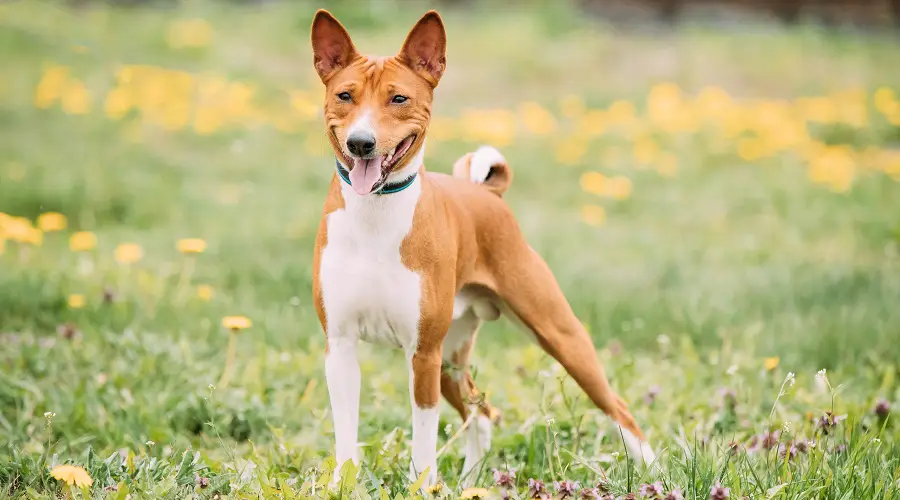 Información Basenji: Datos De La Raza, Rasgos Y Más