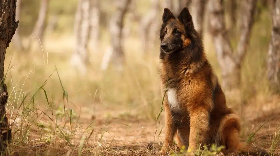Información Sobre El Tervuren Belga: Datos De La Raza, Rasgos