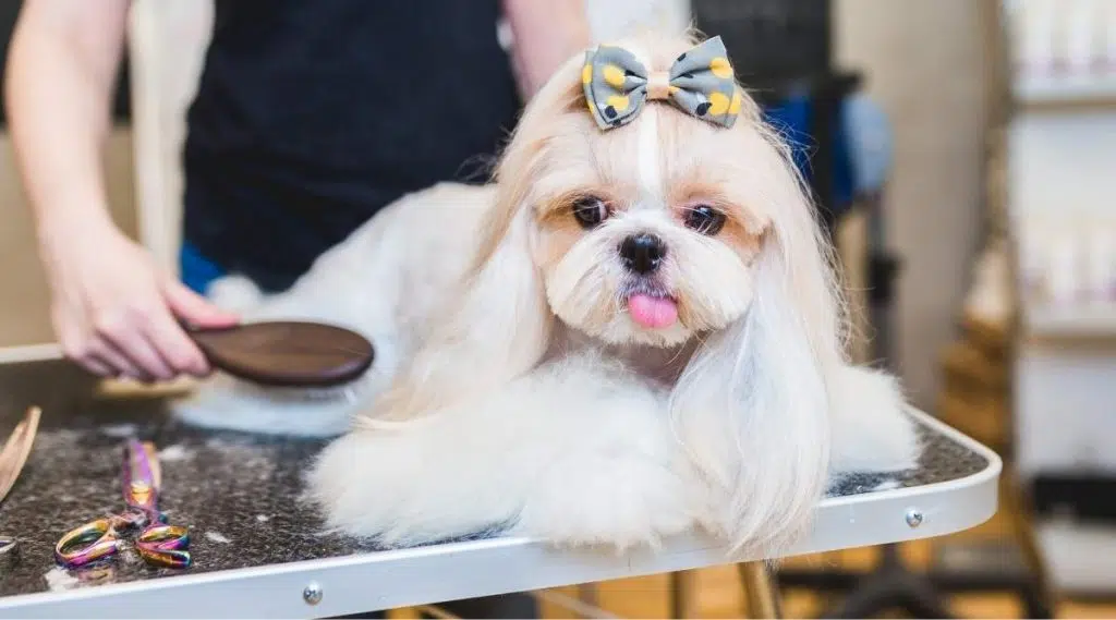 Información Sobre La Raza Mezcla De Shih Tzu Pomeranian: Datos,