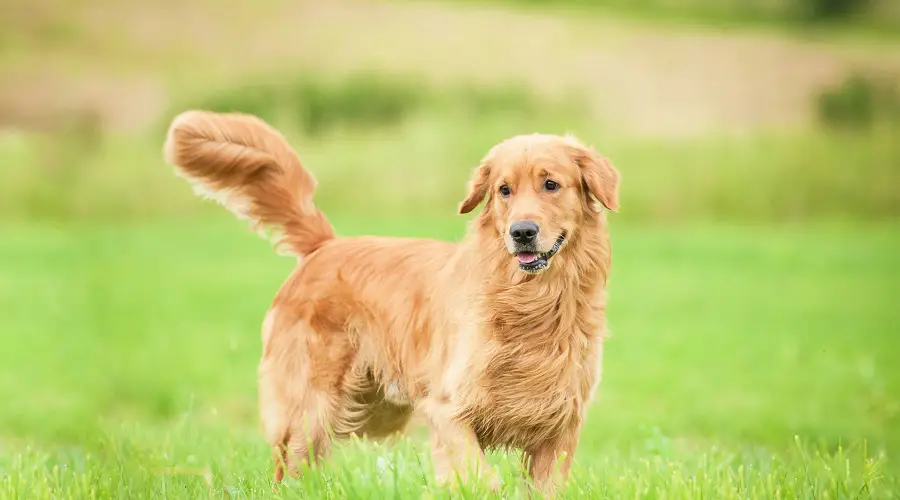 Los Mejores Cepillos Para Golden Retrievers: Calificaciones Y Reseñas