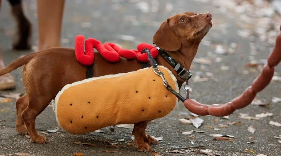 Nombres De Alimentos Para Perros: Más De 250 Nombres De