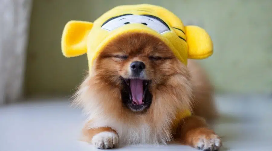 Nombres Divertidos Para Perros: Más De 300 Ideas Que Harán