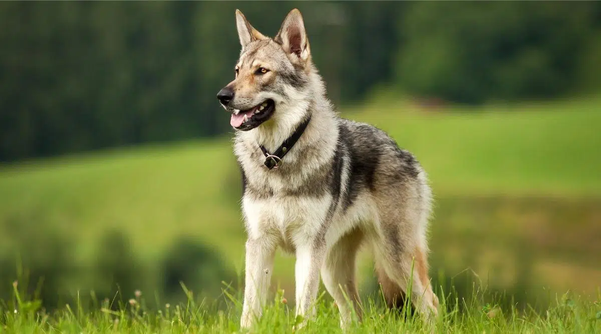 Nombres Masculinos Y Femeninos Para Tu Cachorro