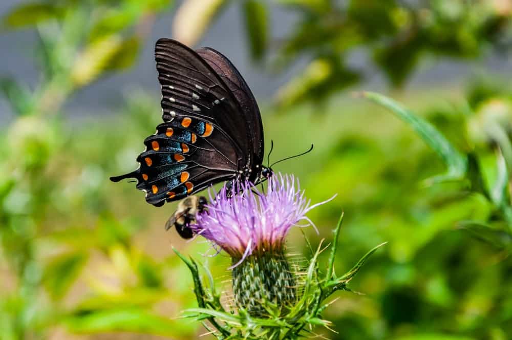 Simbolismo De La Mariposa Negra: 12 Significados Espirituales De La