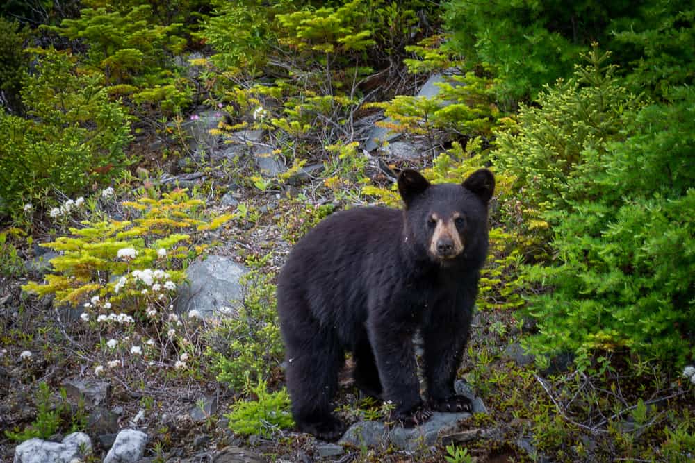 Simbolismo Del Oso: 18 Significados Espirituales Del Oso