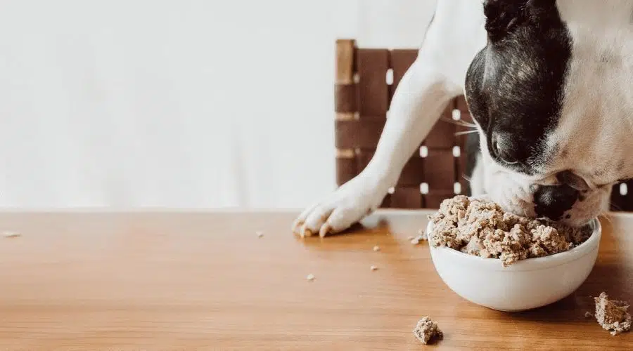 Victor Dog Food Vs. Diamond: How Do They Compare?