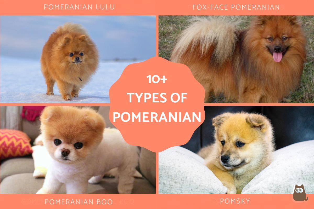 Tipos De Razas De Perros Pomerania