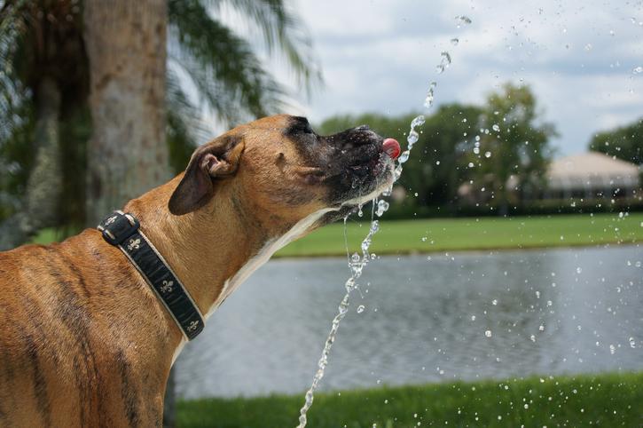 Mi Perro Bebe Mucha Agua