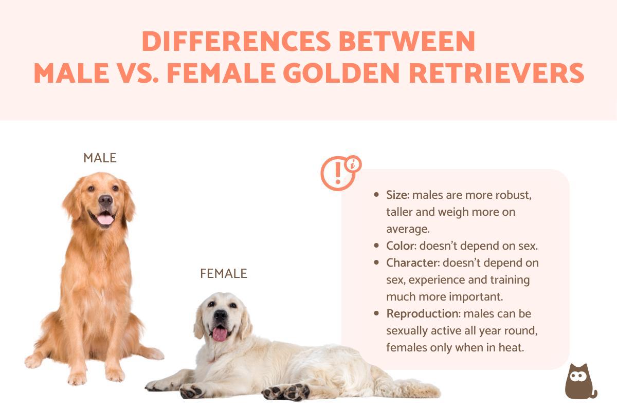 Diferencias Entre El Golden Retriever Hembra Y Macho