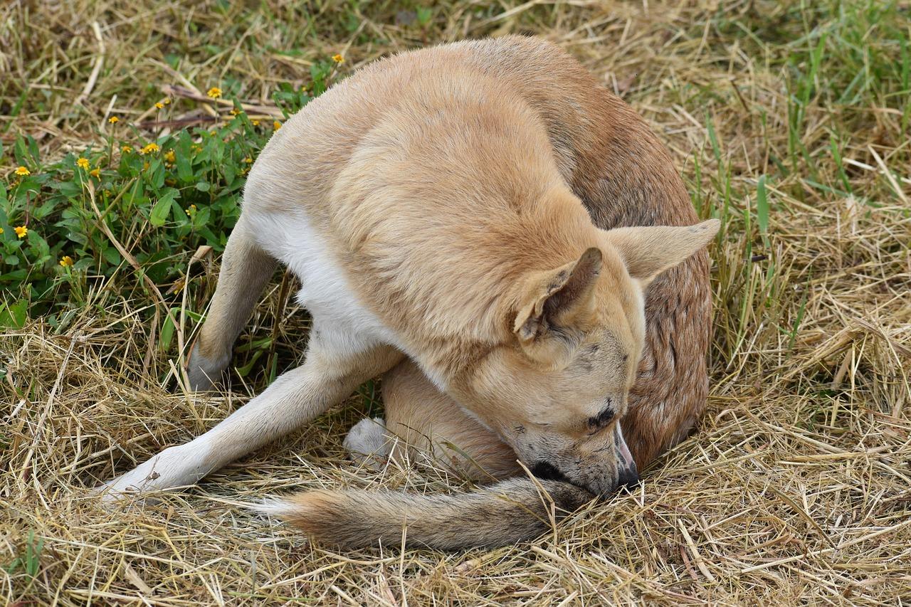 Toc en Perros: Causas, Síntomas Y Tratamiento
