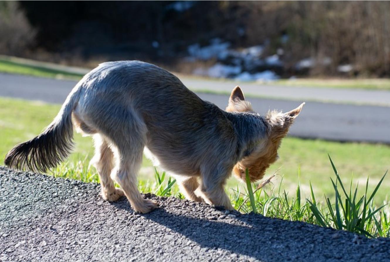 Mi Perro Come Pasto Pero No Vomita