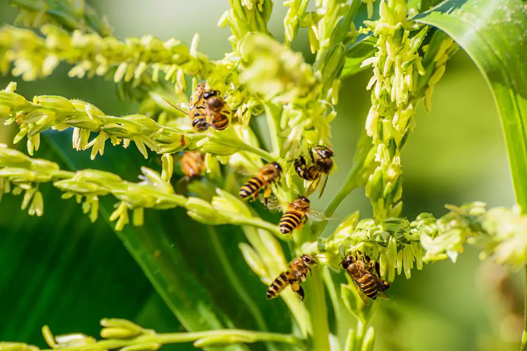 ¿qué Son Las Abejas Obreras? Funciones De Las Abejas Melíferas