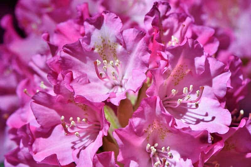 ¿cuándo Florecen Los Rododendros en Los Smokies?