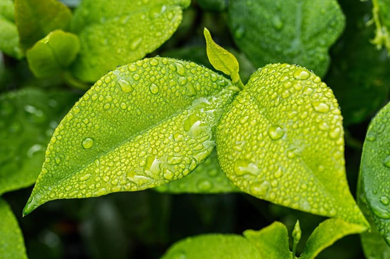 ¿las Hojas De Los árboles Absorben Agua?