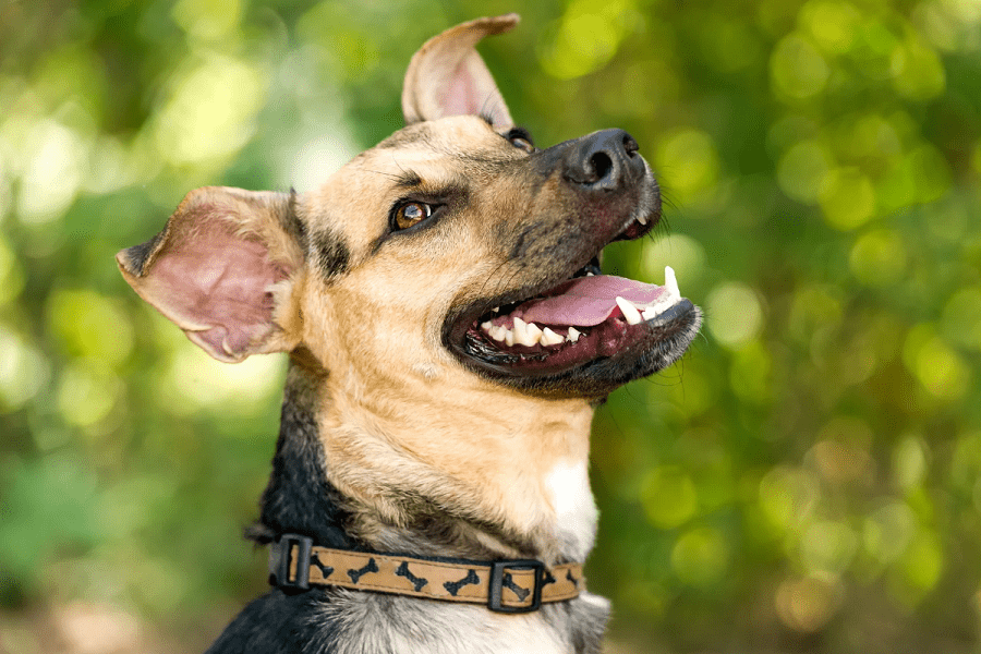 ¿por Qué El Aliento Y La Orina De Mi Perro