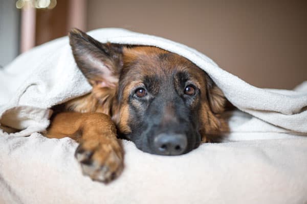 ¿por Qué Los Pastores Alemanes Prefieren Dormir Con Sus Dueños?