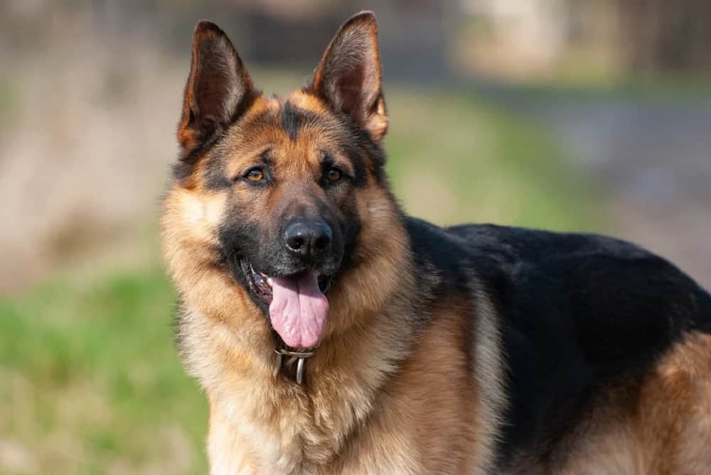 ¿por Qué Los Pastores Alemanes Son Buenos Perros Policía?