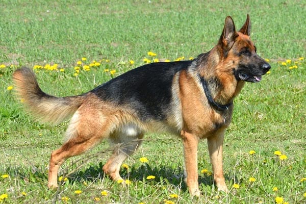¿por Qué Mi Perro Pastor Alemán Se Estira Tanto?