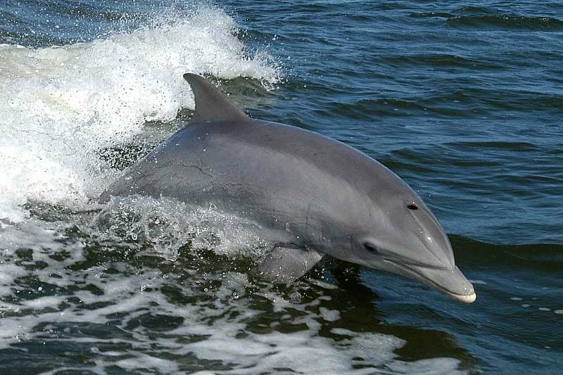 ¿puede Un Delfín Matar a Un Tiburón? Eso Depende…