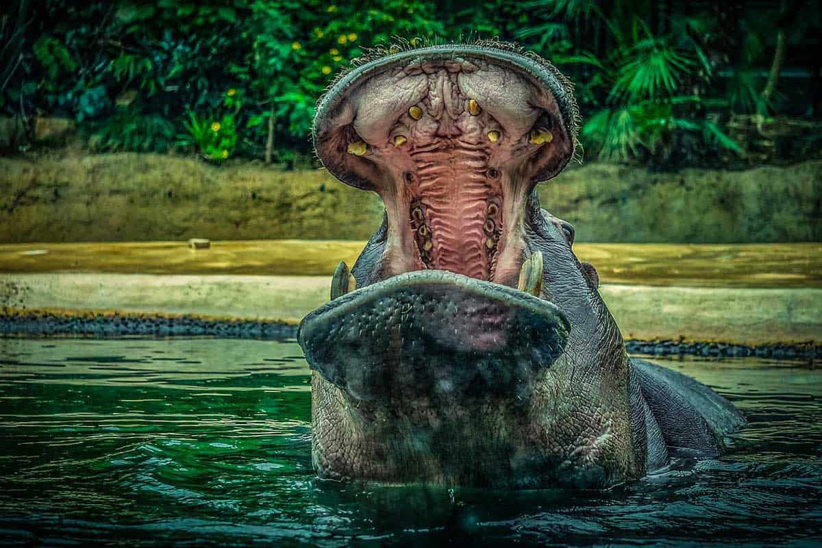 ¿pueden Los Hipopótamos Respirar Bajo El Agua?