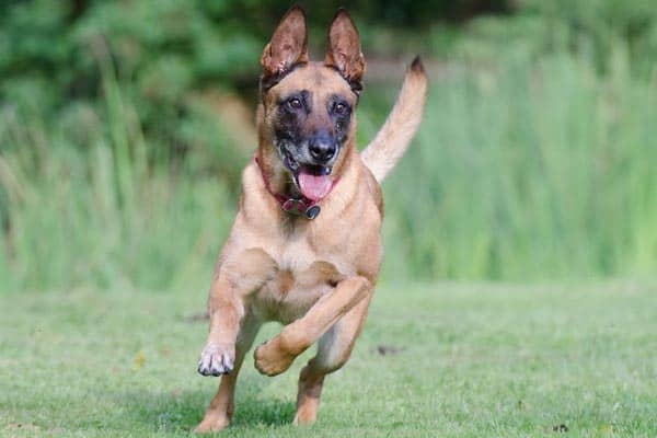 ¿son Tiernos Los Pastores Belgas Malinois? Conozca El Lado Más