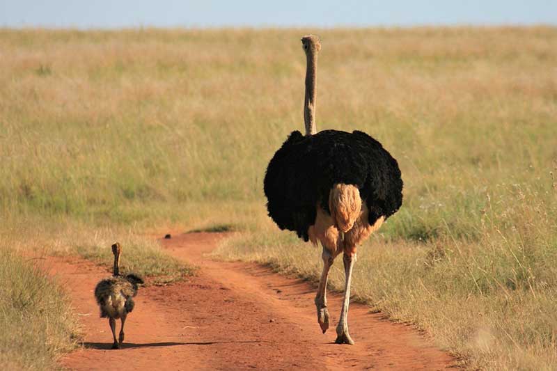 10 Aves No Voladoras Que Evolucionaron Para Vivir en La