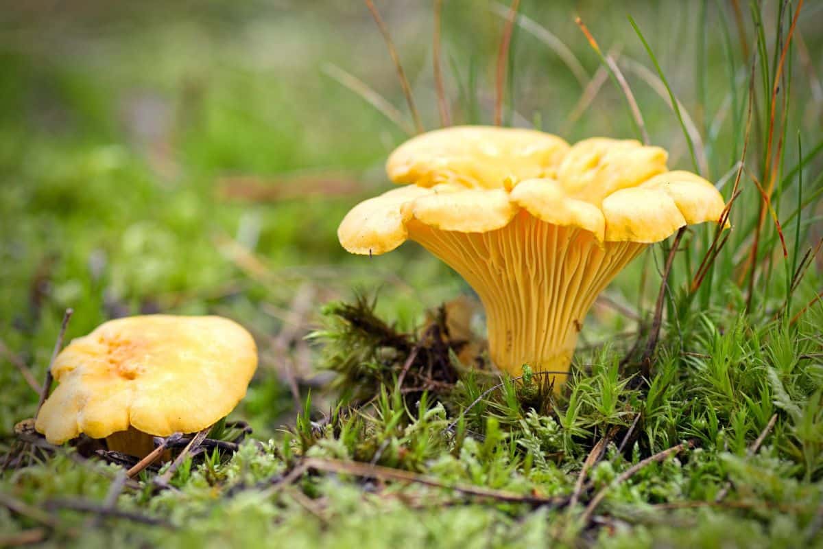 10 Hongos Silvestres Comestibles Comunes (con Fotos)