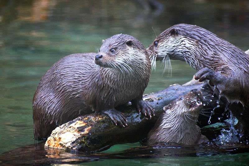 10 Tipos De Animales Que Viven en Marismas