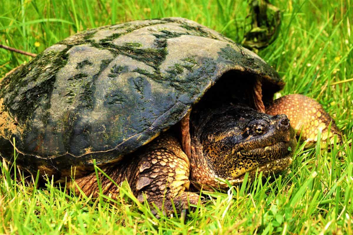 15 Especies De Tortugas Que Viven en Tennessee