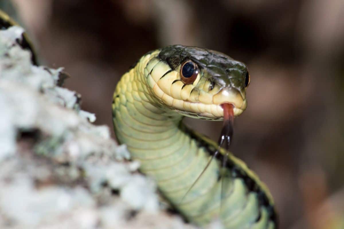 11 Tipos De Serpientes Amarillas (ejemplos)