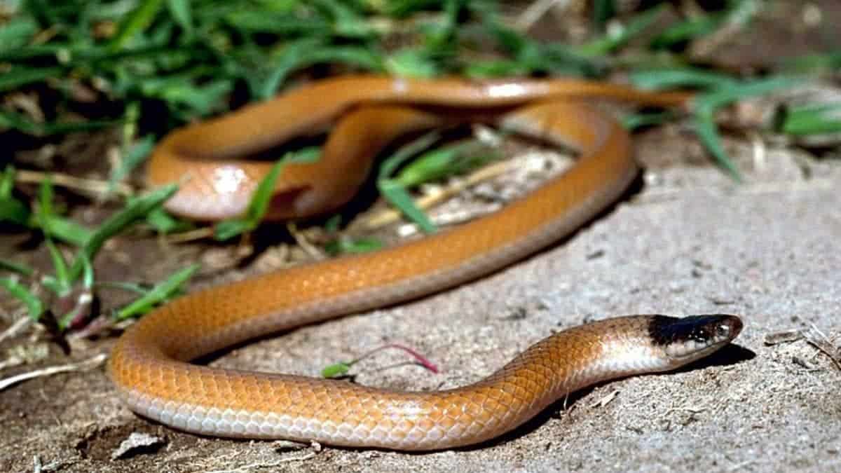 11 Tipos De Serpientes Con Cabeza Negra (imágenes)