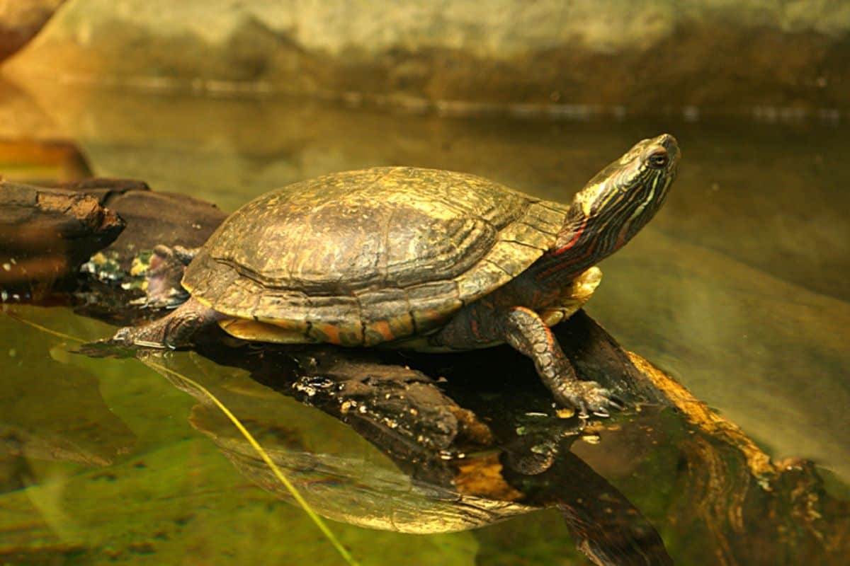 11 Tipos Impresionantes De Tortugas en Ohio (imágenes)
