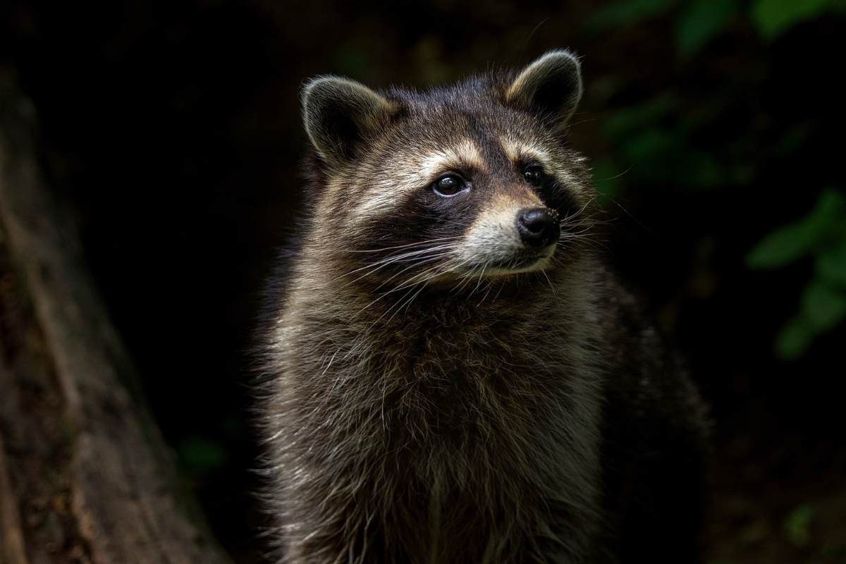 12 Características únicas De Los Mapaches