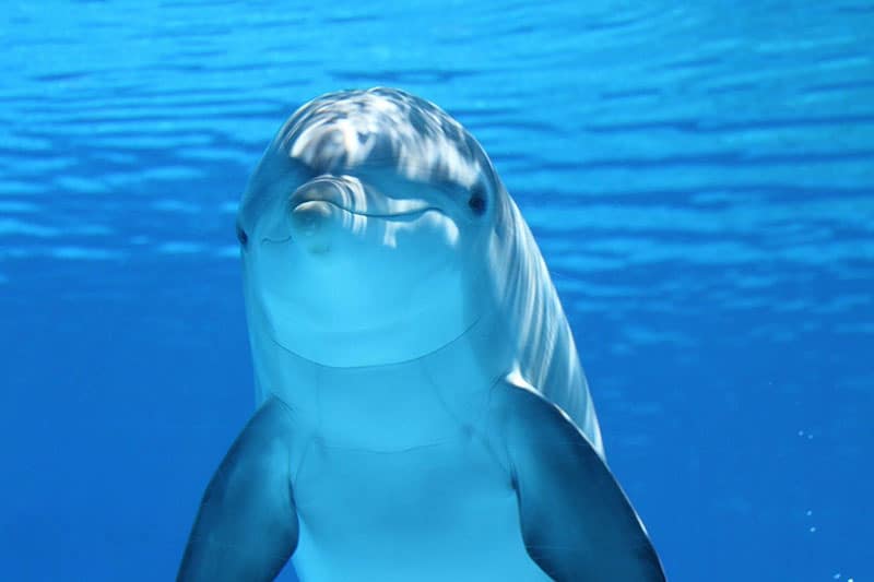 12 De Los Animales Más Activos Del Mundo