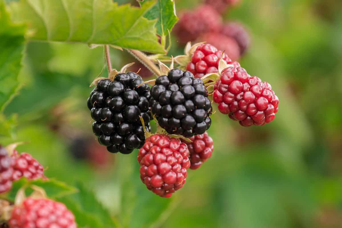 13 Animales Que Comen Moras (imágenes, Hechos)