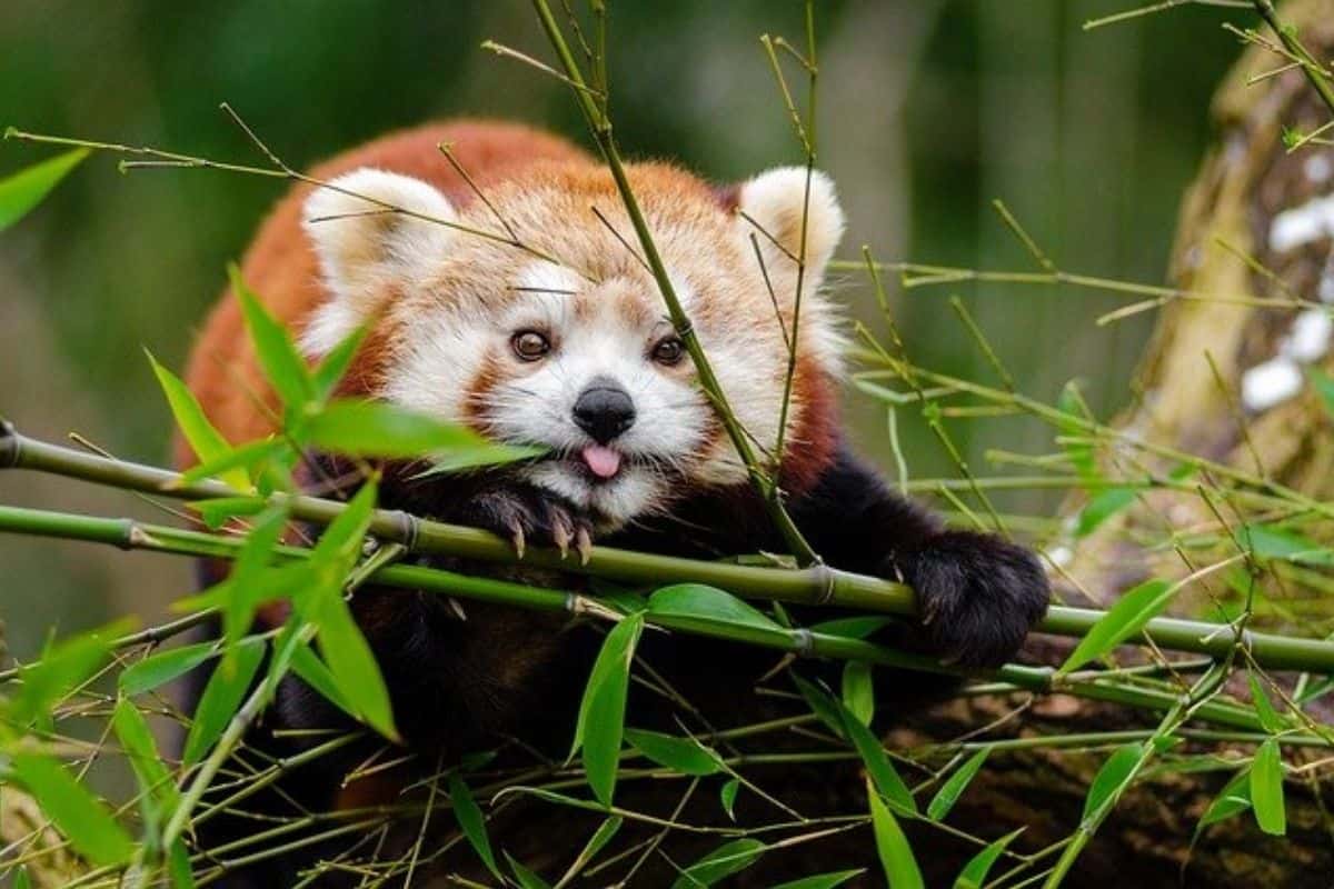 13 De Los Animales Más Lindos Del Mundo (imágenes)