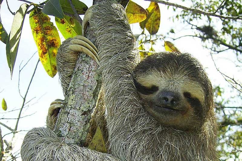 14 Animales Como Los Perezosos (en Qué Se Parecen)