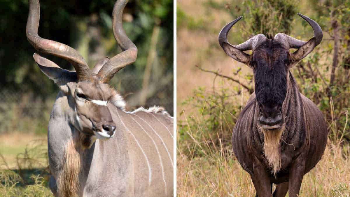 14 Animales Con Cuernos en África (imágenes)