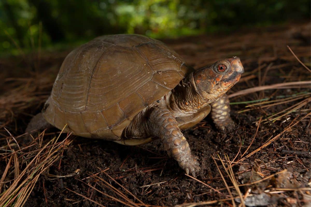 17 Especies De Tortugas en Oklahoma (fotos)