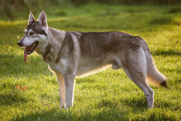 16 Perros Adorables Que Se Parecen Completamente a Pastores Alemanes...