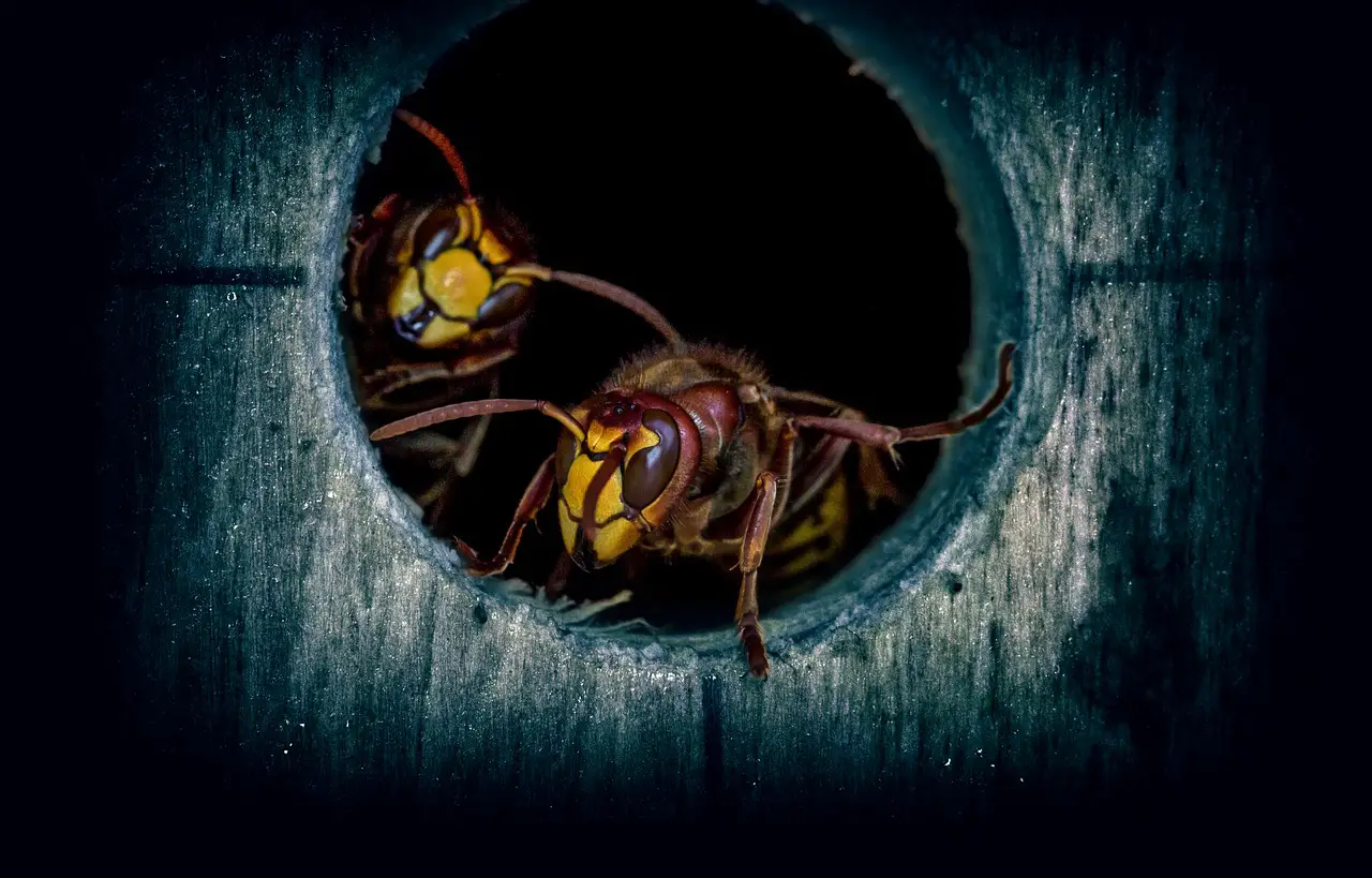 ¿cómo Matan Las Abejas a Los Avispones? Un Rival Peligroso