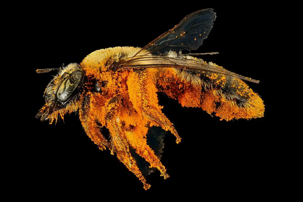 ¿por Qué Las Abejas Recolectan Polen? El Delicioso Día De