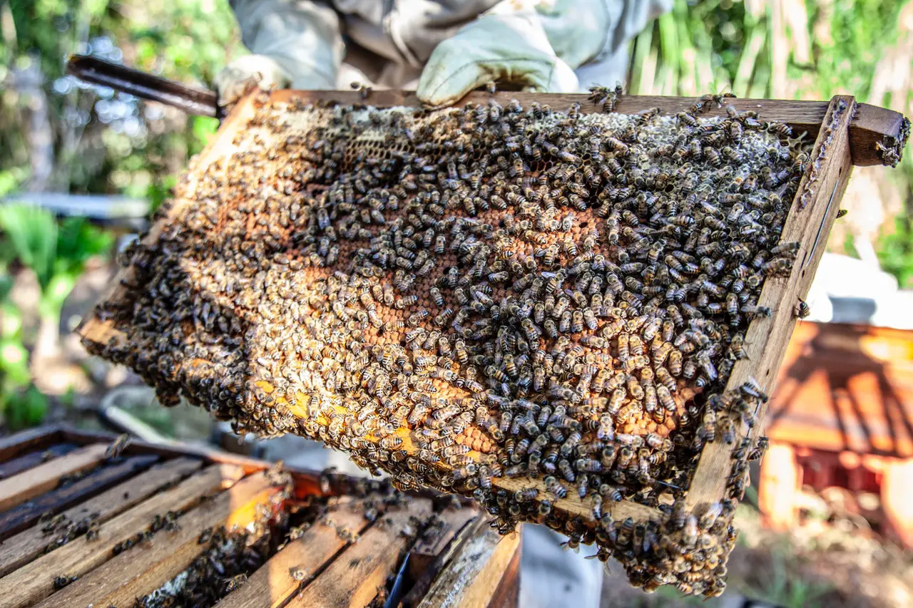 3 Tipos De Abejas en Una Colmena – El Misterio