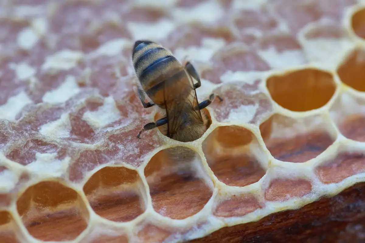 ¿cómo Hacen Las Abejas Las Colmenas?